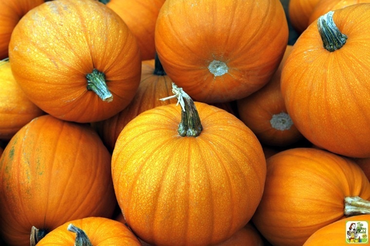 how-to-cook-a-fresh-pumpkin-this-mama-cooks-on-a-diet